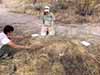 Measuring non-native and native grasses in the Sonoran Desert