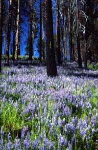 lupine