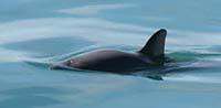 porpoise