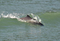 porpoise