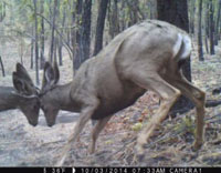 bucks fighting